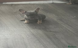 French Bulldog dogs for sale: French Bulldog Fur Babies  - Image 18
