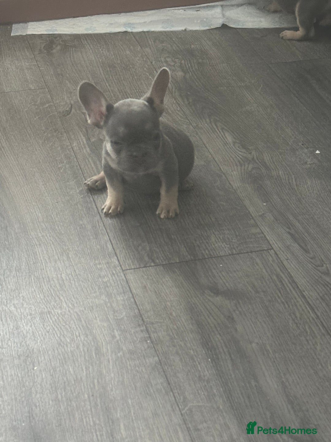 French Bulldog dogs for sale: French Bulldog Fur Babies  - Image 18