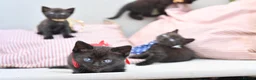 British Shorthair cats for sale: 5 Bundles of Love - Persian x BSH kittens  - Advert 4