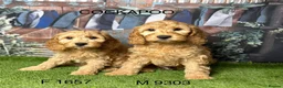 Cockapoo dogs for sale: Stunning cockapoo puppies from a licensed breeder  - Advert 3