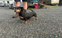 Dachshund dogs for sale: Fiona is looking for a new home! - Image 2