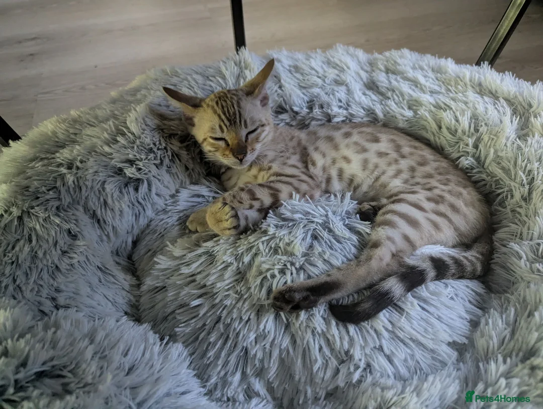 Bengal cats for sale: 1 female snow bengal kitten - Advert 2