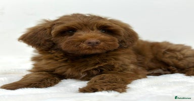 Australian Labradoodle dogs - Advert 3