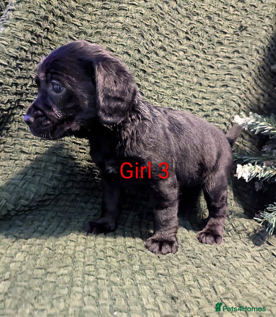 Cockerdor dogs for sale: Cockador Puppies - Advert 30