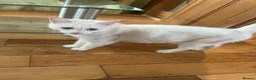 Mixed Breed cats for sale: 4 beautiful kittens  - Advert 1