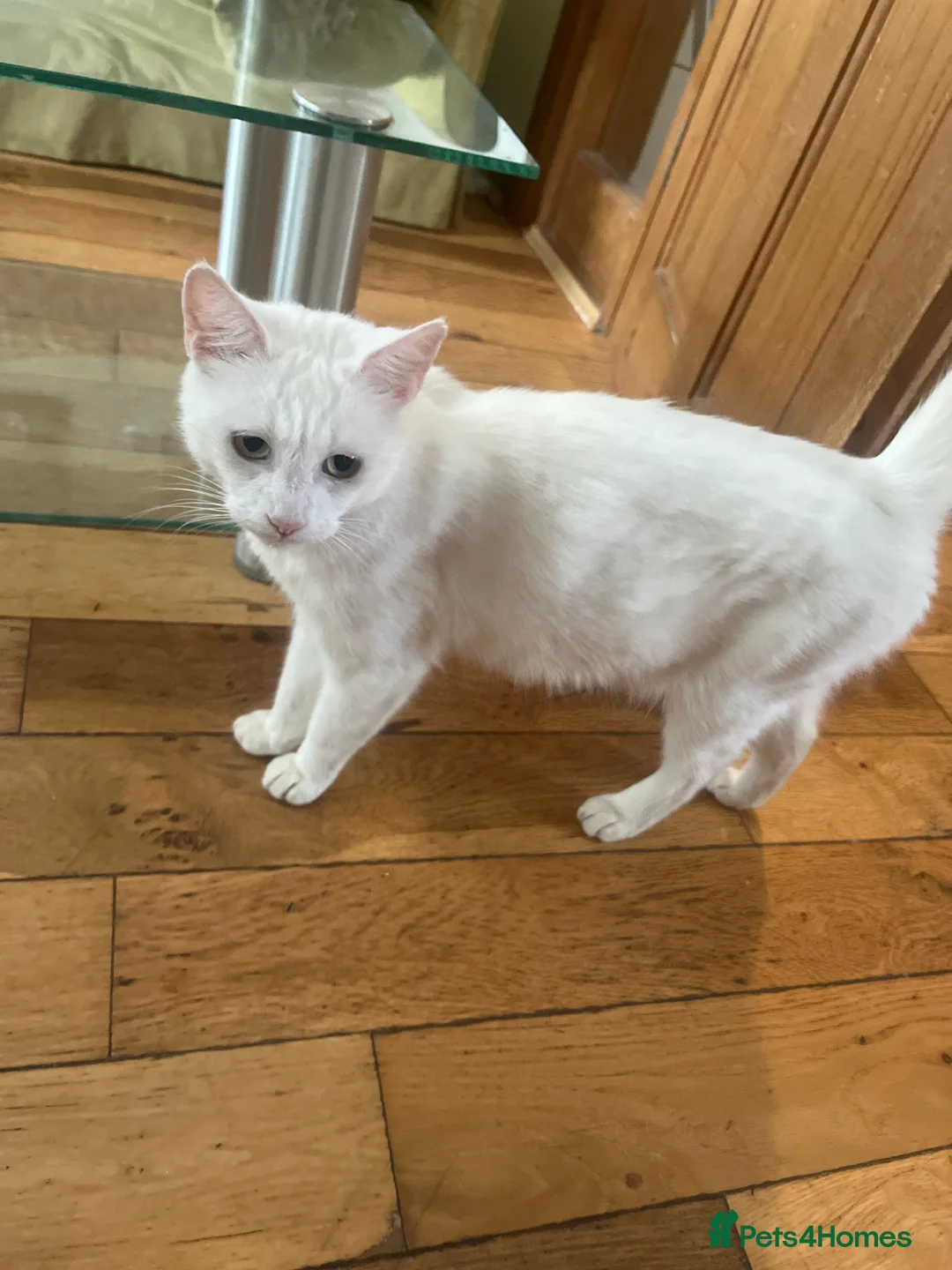 Mixed Breed cats for sale: 4 beautiful kittens  - Advert 1