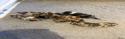 Sproodle dogs for sale: Gorgeous F1 Merle Sproodles  - Advert 3
