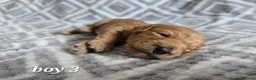 Cockapoo dogs for sale: Beautiful litter of F1b Cockapoo pups in Doncaster - Advert 7