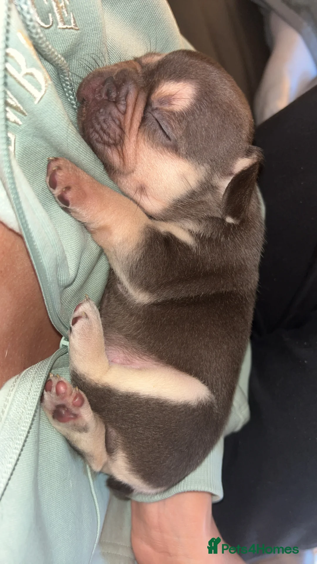 French Bulldog dogs for sale: KC REGISTERED FRENCH BULLDOG PUPPIES – BOYS 🐾 - Advert 17
