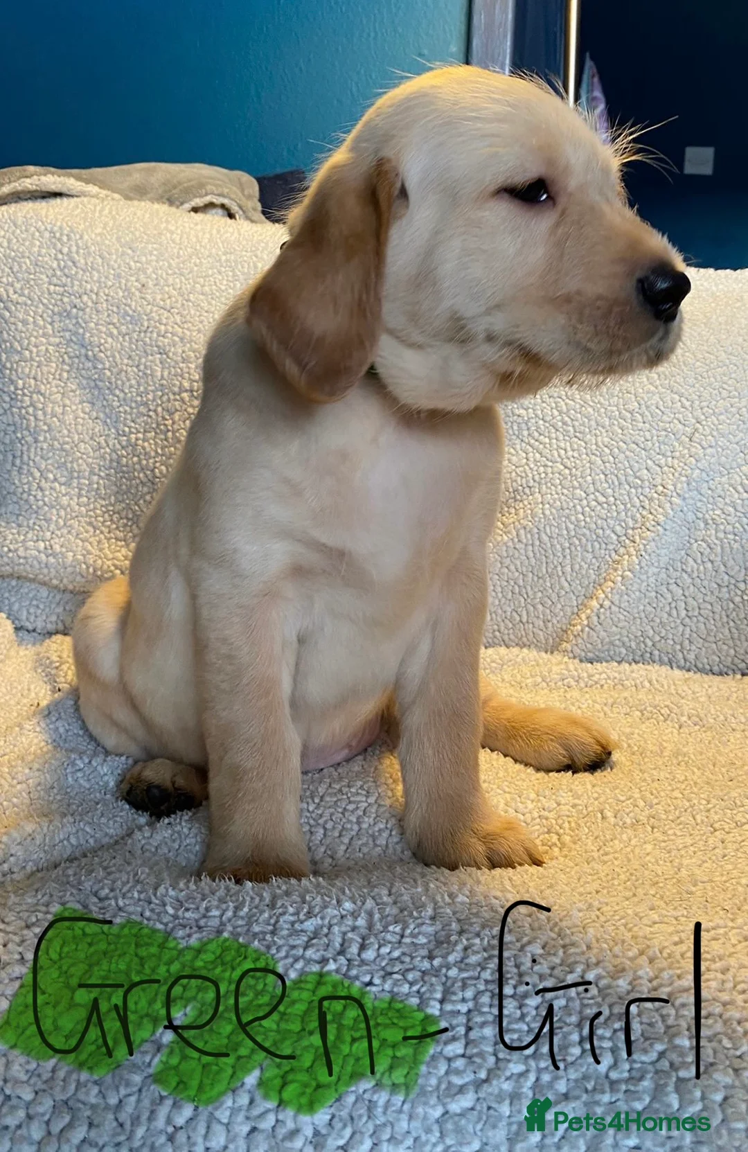 Mixed Breed dogs for sale: Labrador pups ready now  - Advert 3