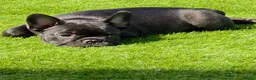 French Bulldog dogs for sale: 💛Bright, Affectionate Brindle Girl 💛Ready Now‼️ - Advert 15
