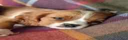 Cavalier King Charles Spaniel dogs for sale: Gorgeous Cavalier King Charles Spaniel Puppies - Advert 7