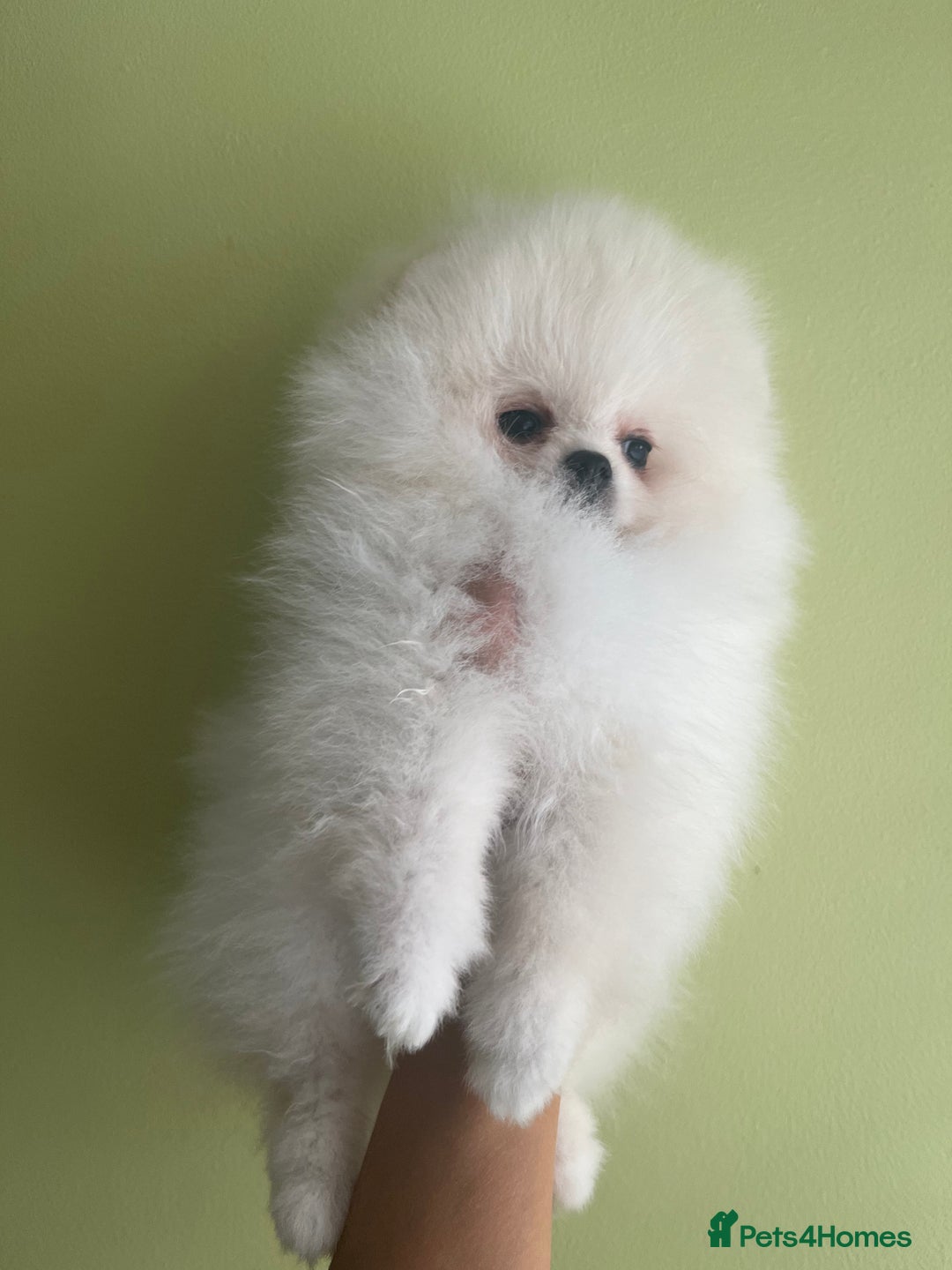 Pomeranian dogs for sale: Quality Pom puppies from Five Star Breeder  - Image 23