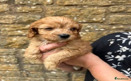Cavapoo dogs for sale: Cavapoos puppies  - Image 27