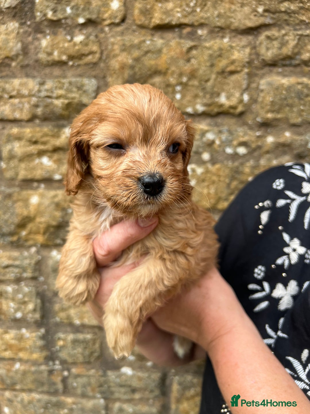 Cavapoo dogs for sale: Cavapoos puppies  - Image 27