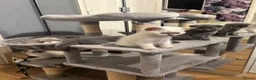 Scottish Fold cats for sale: Scottish fold and strait kittens - Advert 1