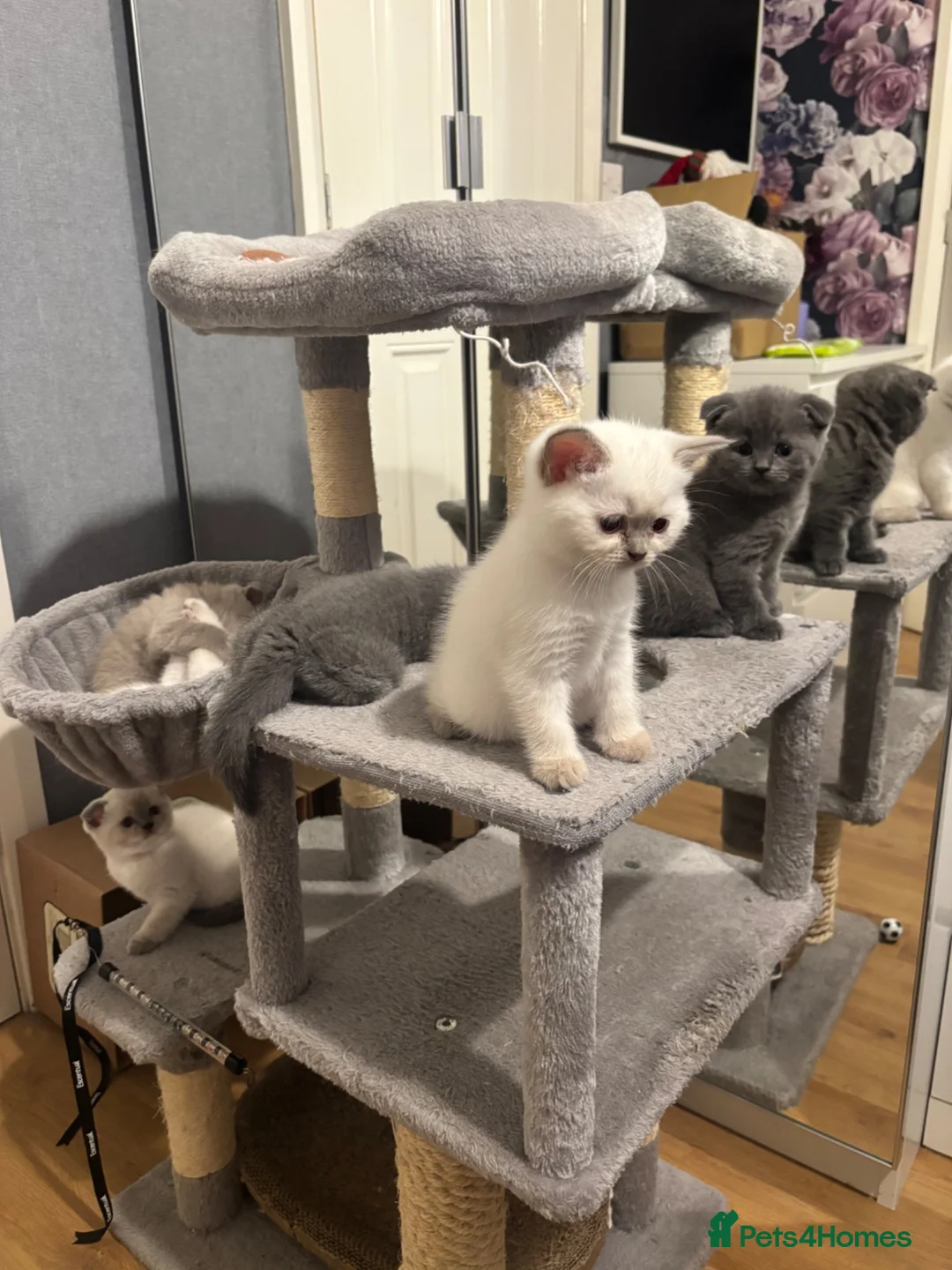 Scottish Fold cats for sale: Scottish fold and strait kittens - Advert 1