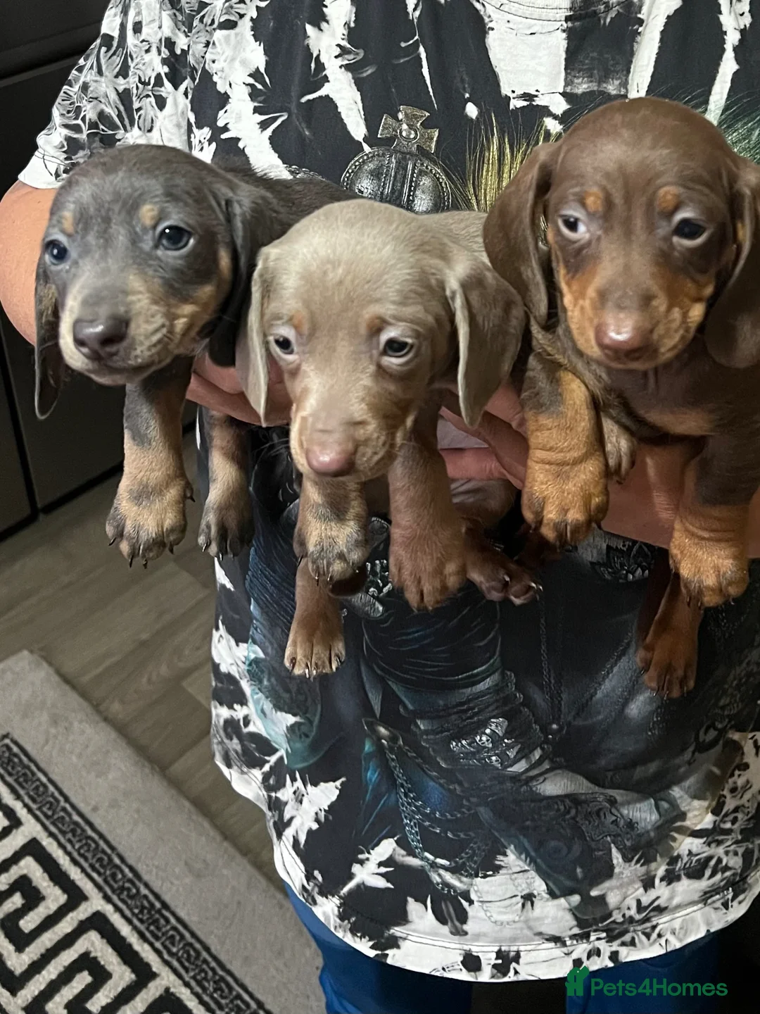 Miniature Dachshund dogs for sale: Miniature Dachshund  - Advert 2