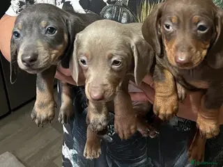 Miniature Dachshund dogs Miniature Dachshund - Advert 2