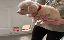 Pomchi dogs for sale: Beautiful Pomchi puppies  - Image 11