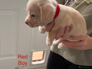Pomchi dogs - Advert 10