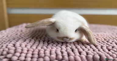 Mini Lop rabbits - Advert 8