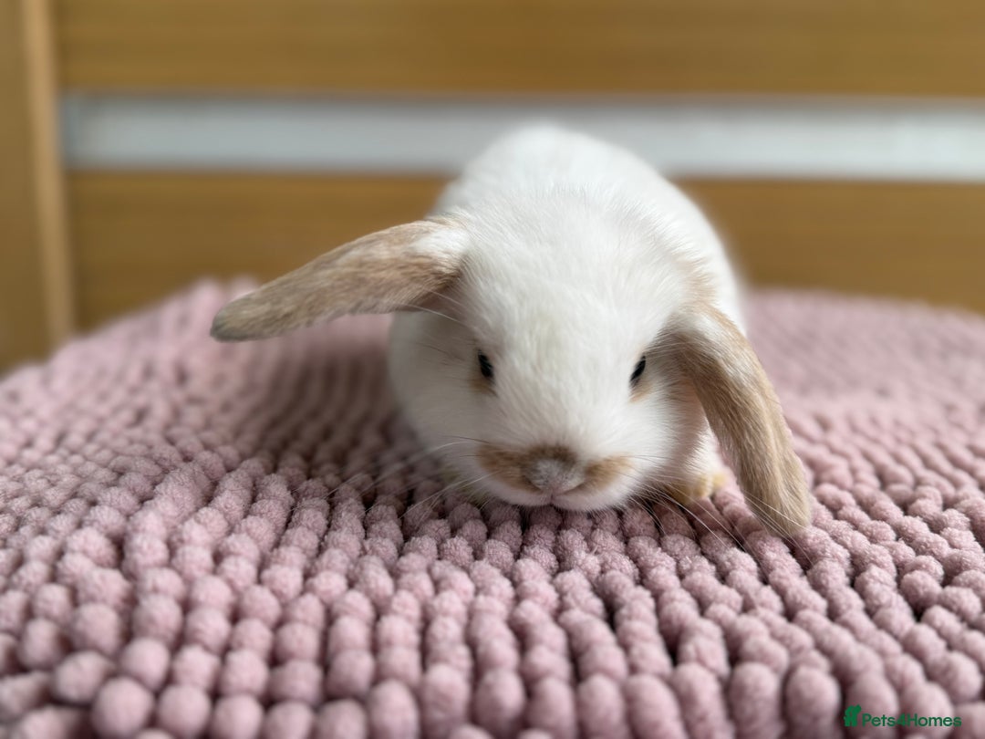 Mini Lop rabbits for sale: 1 male baby mini lop bunnies AVAILABLE   - Image 3