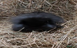 Mini Lion Lop rabbits for sale: Mini lion head lops - Image 2