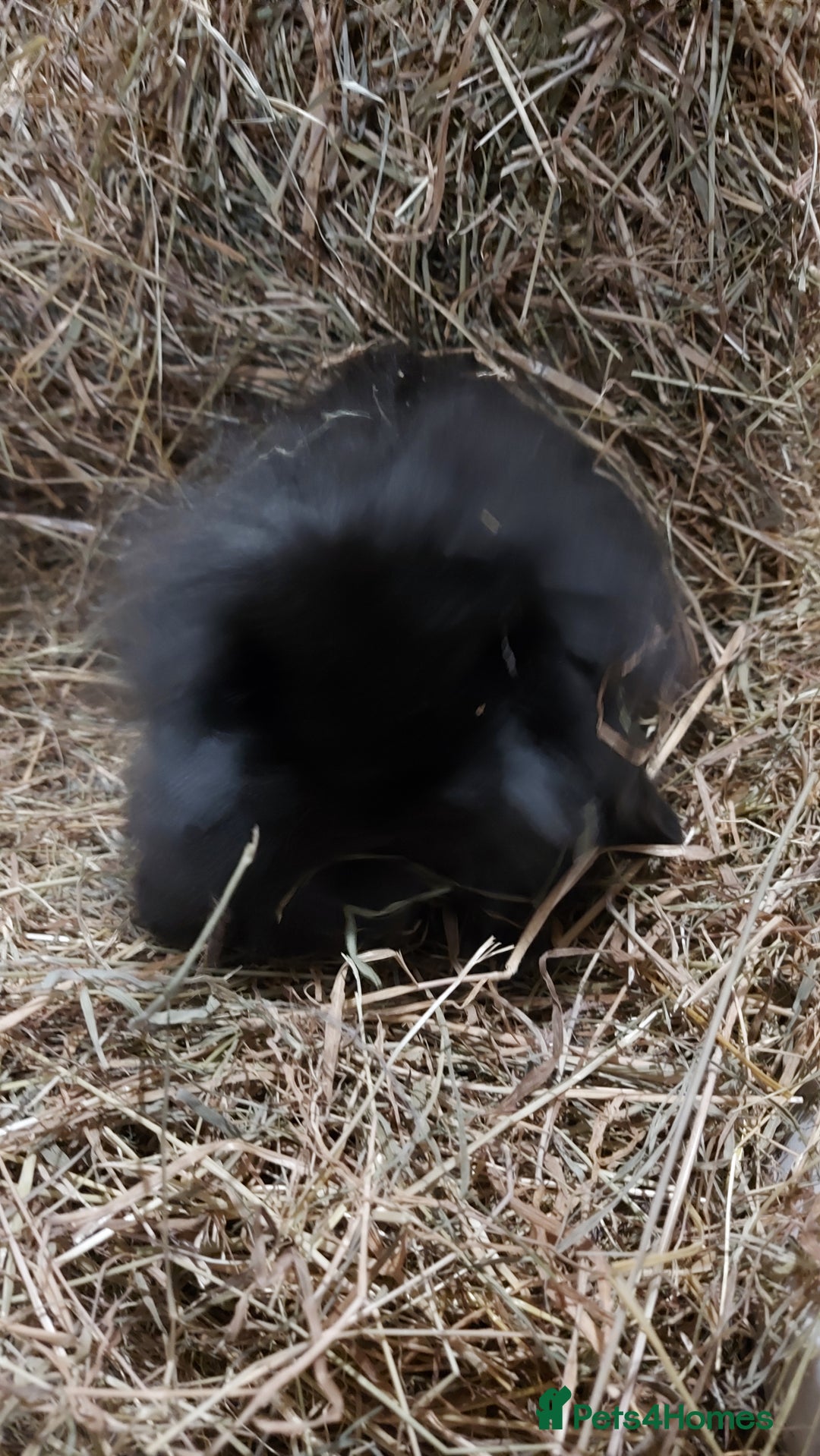 Mini Lion Lop rabbits for sale: Mini lion head lops - Image 2