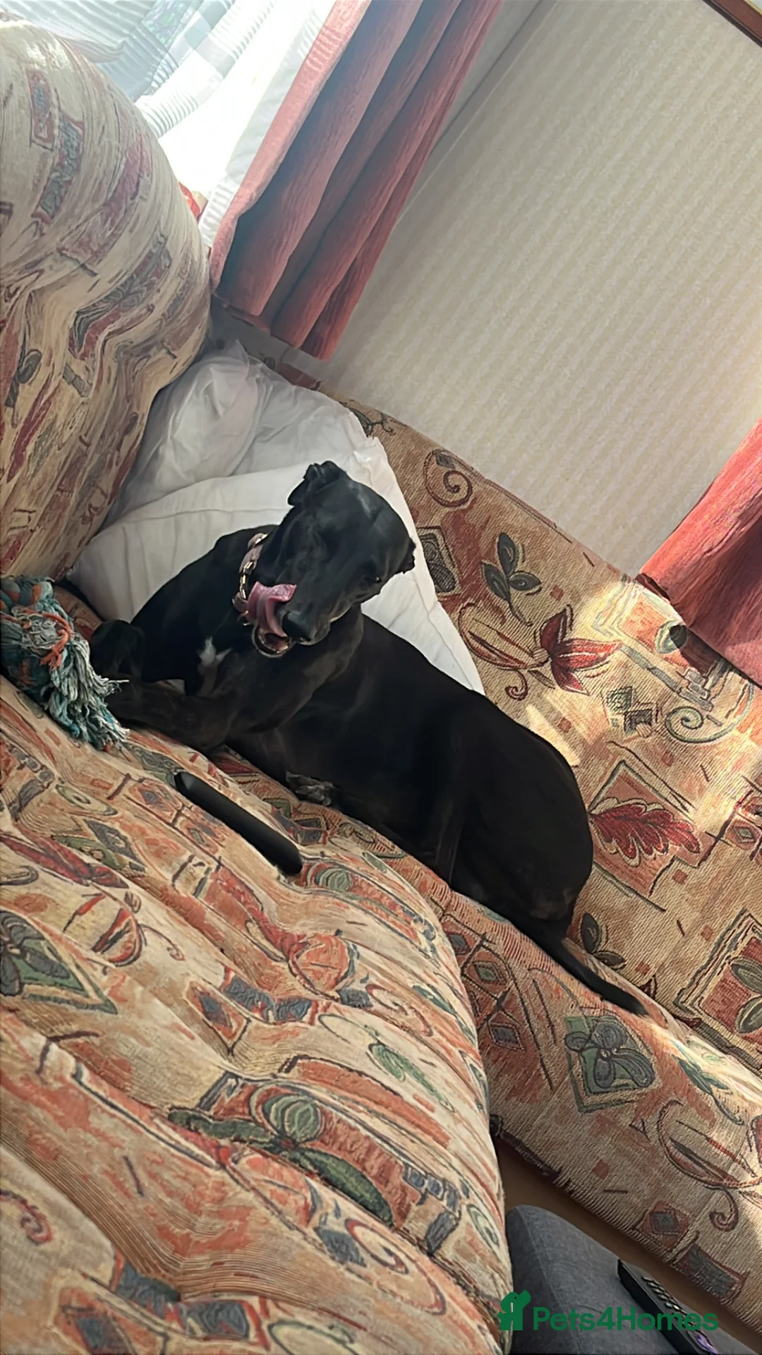 Greyhound dogs for sale: Female greyhound  - Advert 2