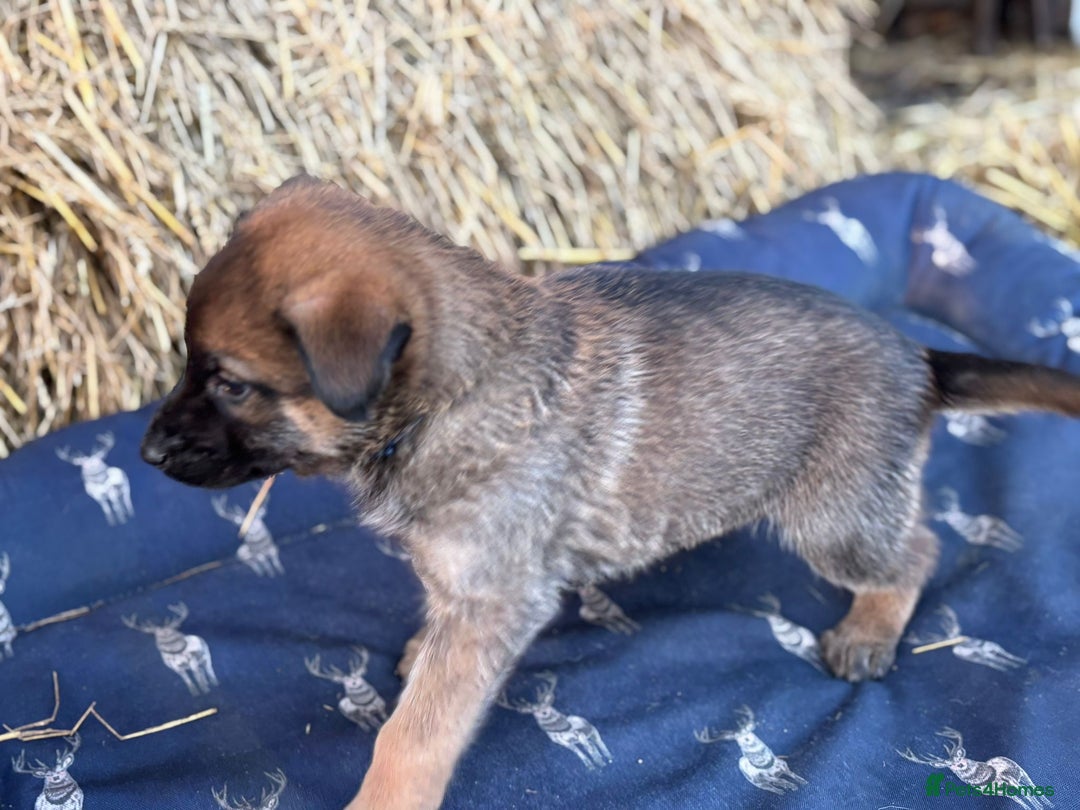 German Shepherd dogs for sale: German Shepherd x DDR GSD Puppies **READY TO GO* - Advert 7