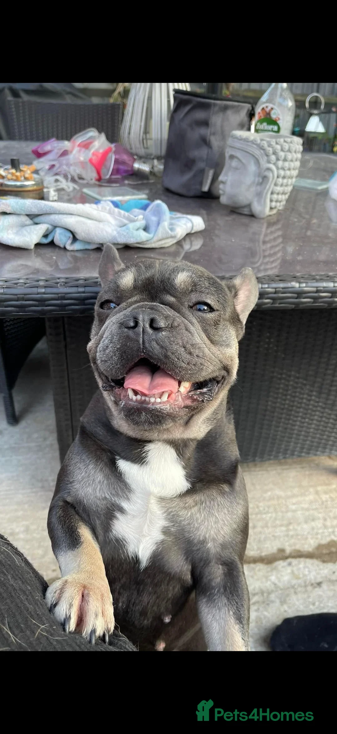 French Bulldog dogs for sale: French bulldogs - Advert 1