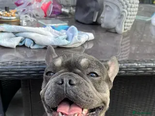 French Bulldog dogs French bulldogs - Advert 3