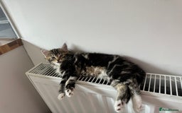 Domestic Shorthair cats for sale: Marley  - Image 1