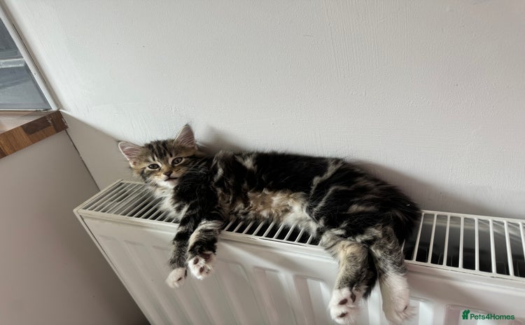 Domestic Shorthair cats - Advert 1