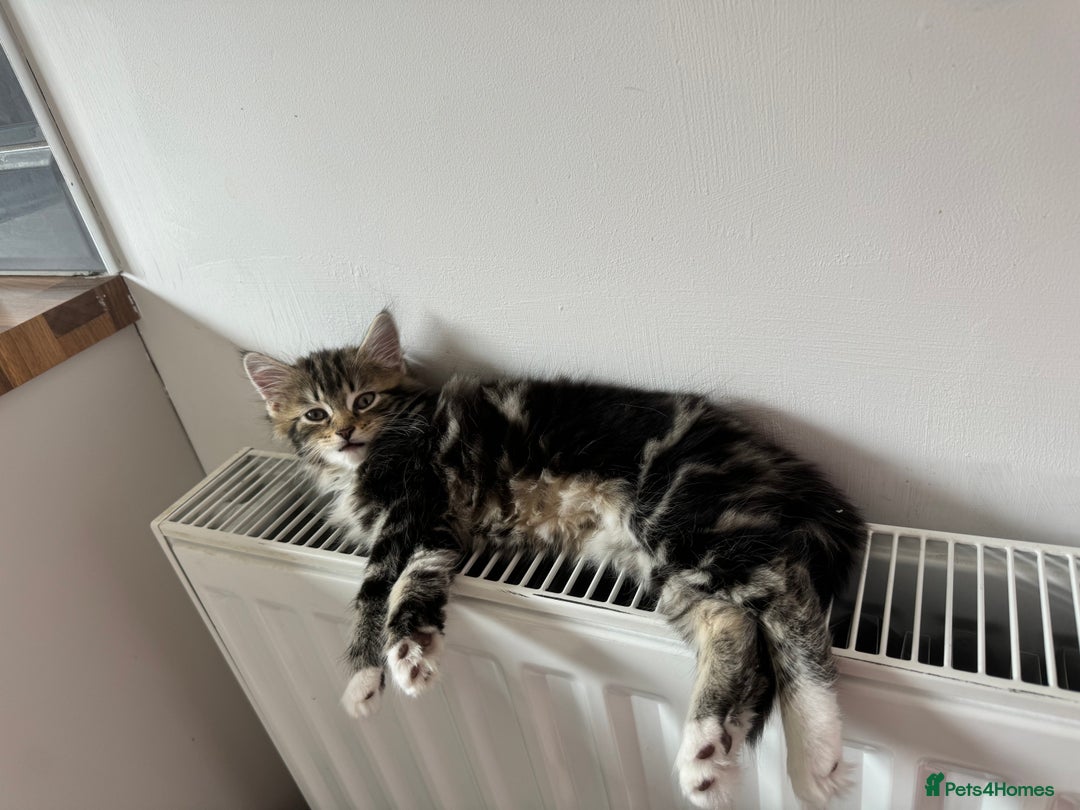 Domestic Shorthair cats for sale: Marley  - Image 1