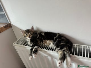 Domestic Shorthair cats - Advert 6