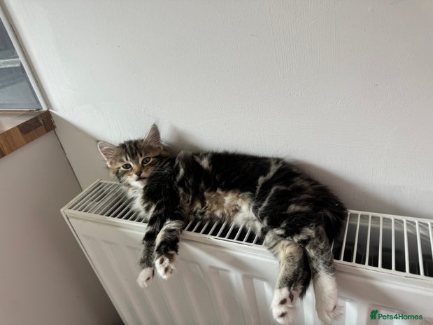 Domestic Shorthair cats - Advert 1