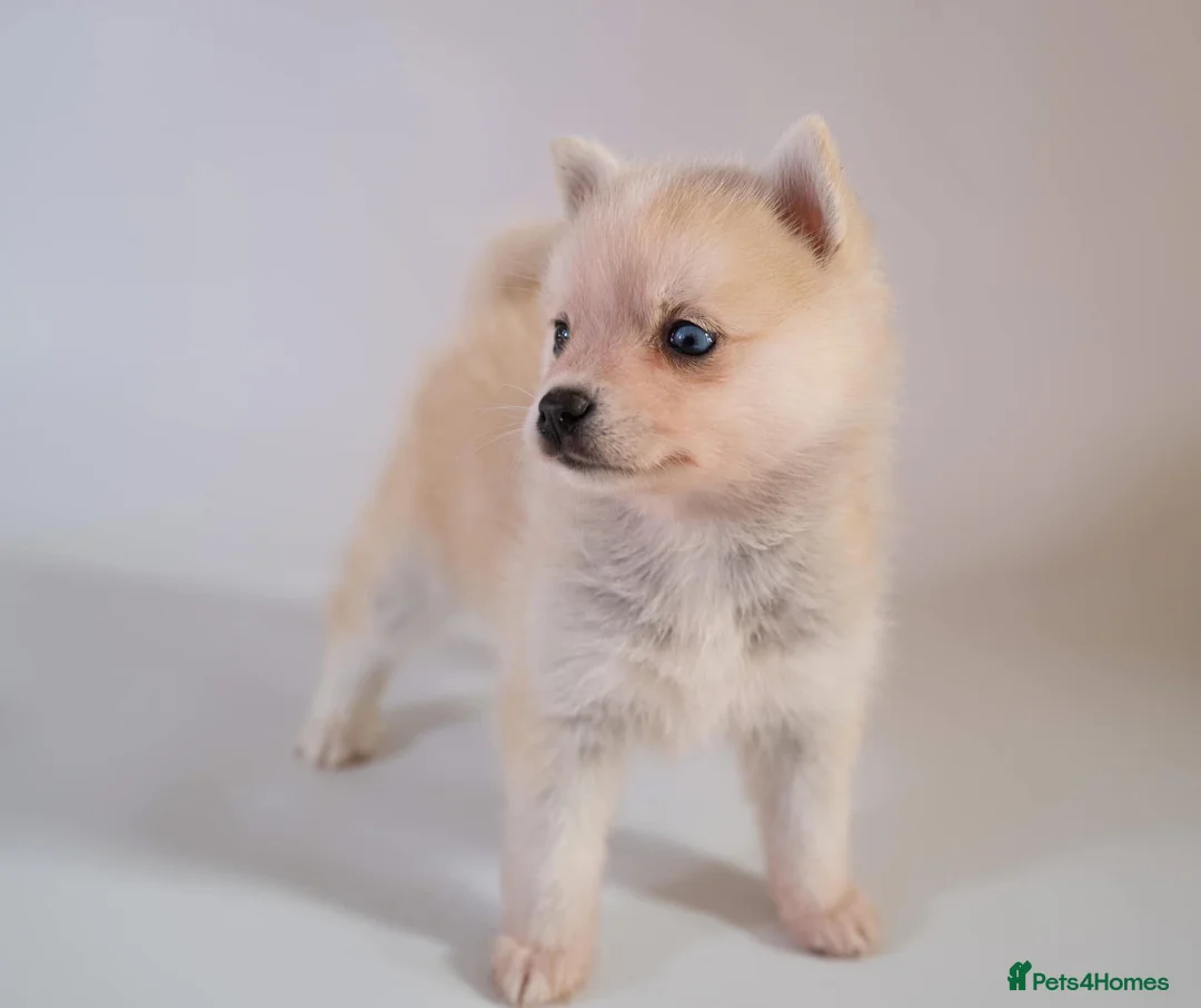 Pomsky dogs for stud: Pingu Jnr Stunning Husky marked Toy Pomsky Stud  in Romford - Advert 4