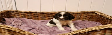 English Springer Spaniel Puppy 10