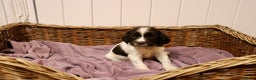 English Springer Spaniel dogs for sale: 1 BOY LEFT!! Working Bred Springer Spaniel.  - Advert 11
