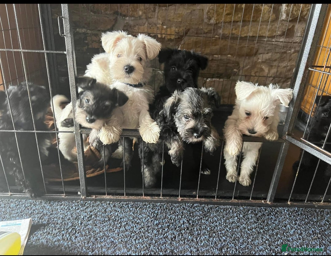 Miniature Schnauzer dogs for sale: Stunning Mini schnauzers kc reg puppies - Image 14