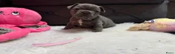 French Bulldog dogs for sale: 🐾Outstanding litter of 6 💙💖 - Advert 36