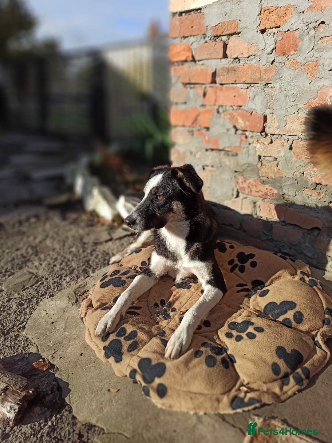 Mixed Breed dogs for adoption: 💙BENNY💙 – Dreams of His First Birthday at Home - Advert 26