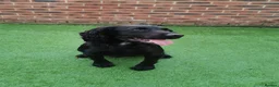Cocker Spaniel dogs for sale: Beautiful black working cocker spaniels  - Advert 12