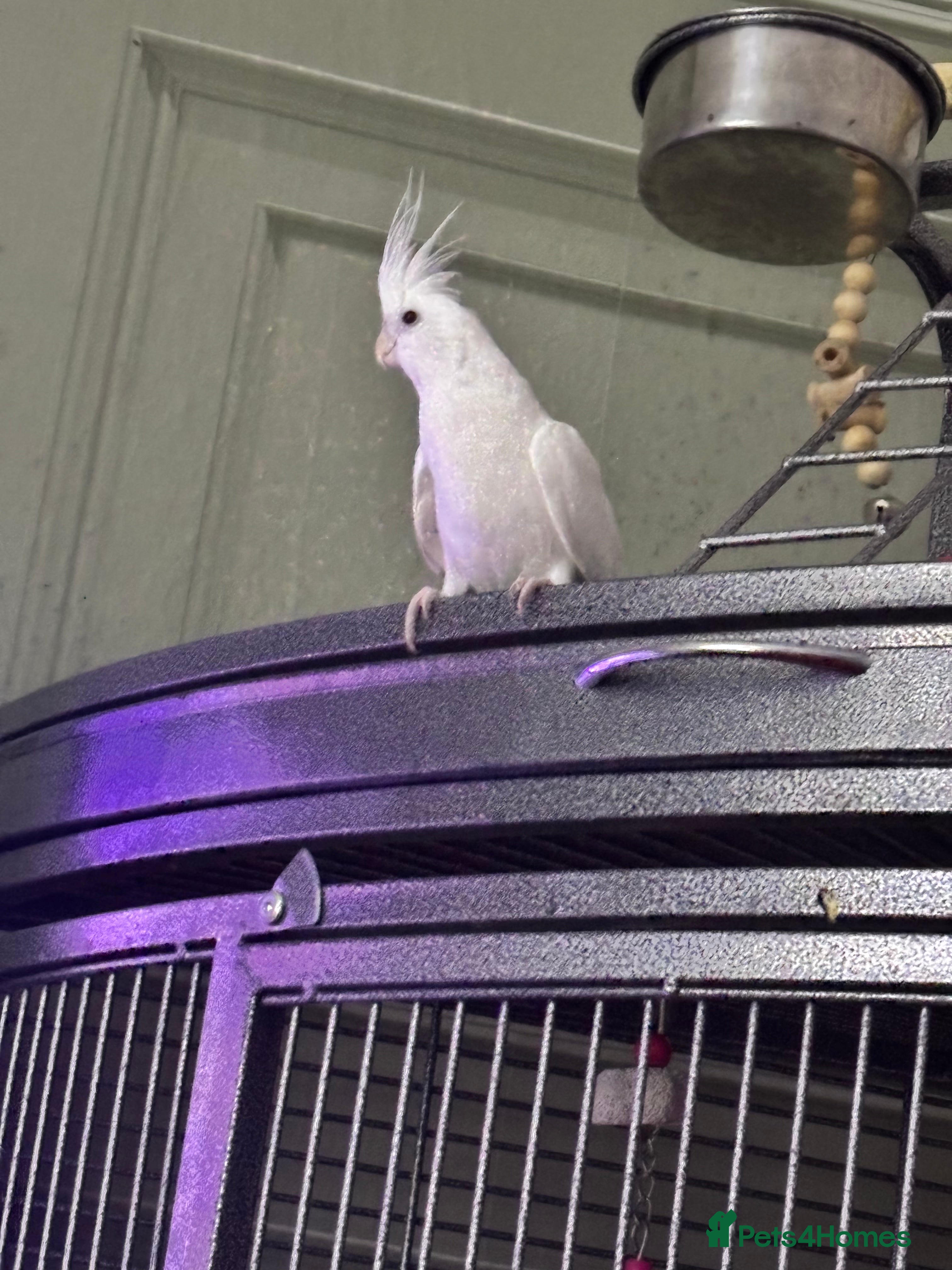 Cockatiels birds Female bird  - Advert 5