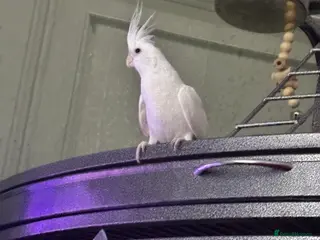 Cockatiels birds Female bird - Advert 3