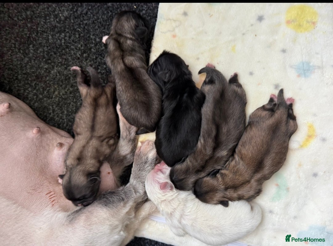 Pekingese dogs for sale: Biggiwigs Pekingese Puppy Availability - Advert 3