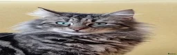 Mixed Breed cats for sale: Beautiful fluffy tabby X ragdoll boy - Advert 6