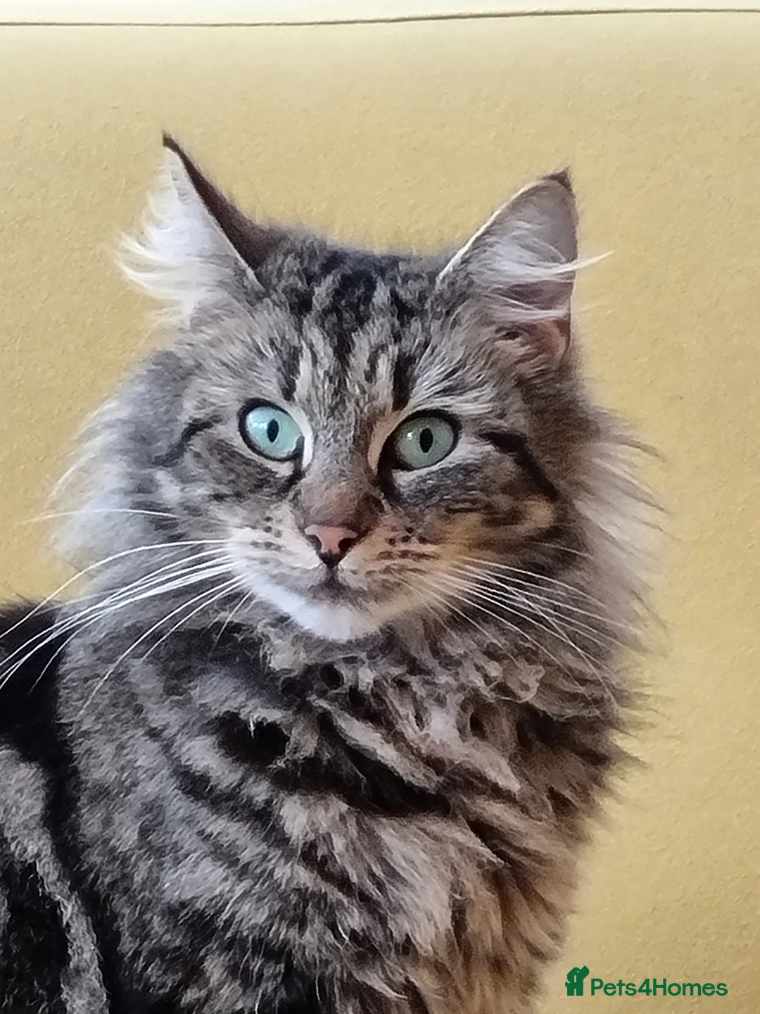 Mixed Breed cats for sale: Beautiful fluffy tabby X ragdoll boy - Advert 6